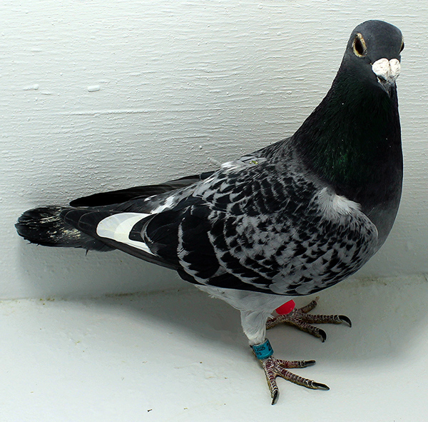 Band: AU 20030 Foys 2025